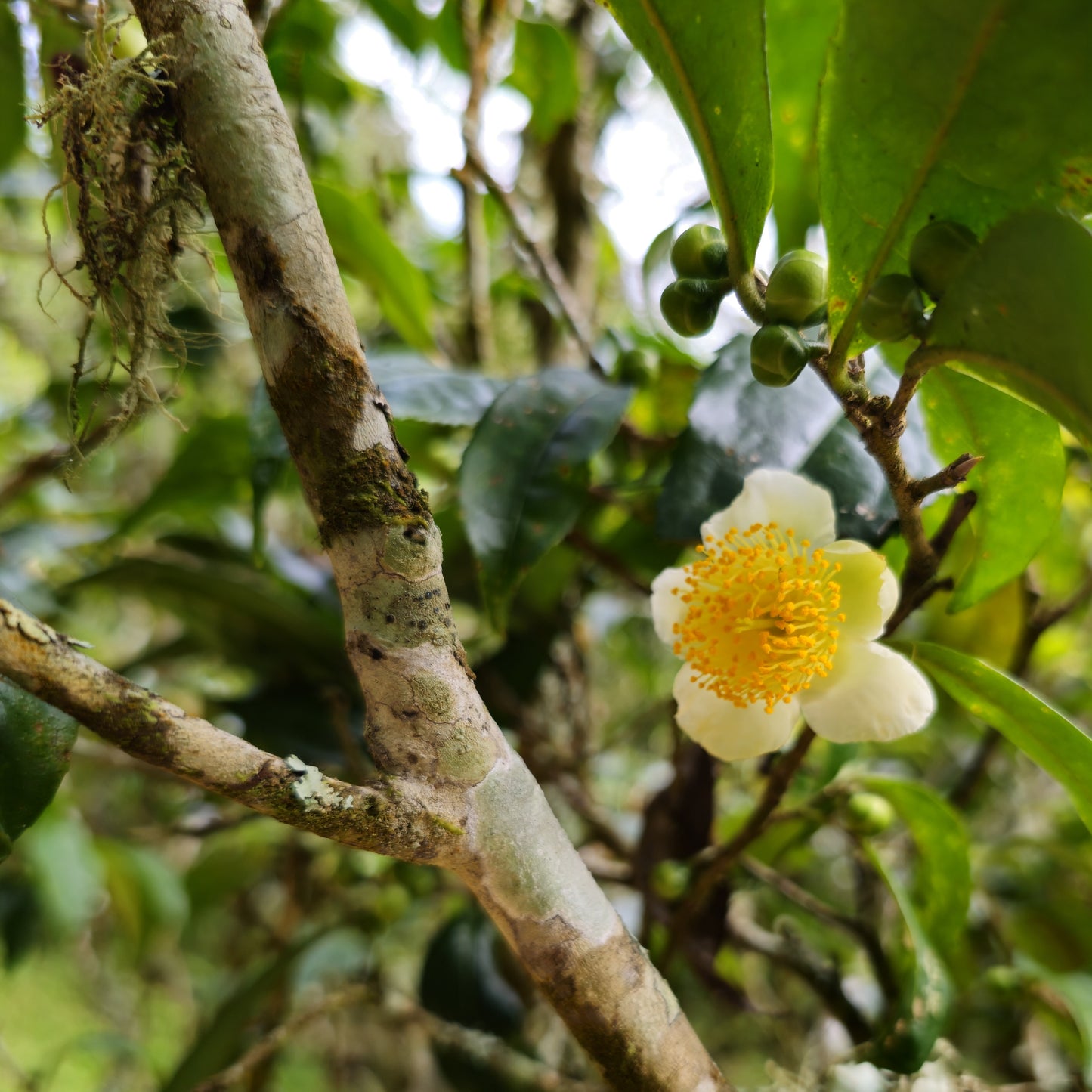 Tea Making Tour Spring 2026