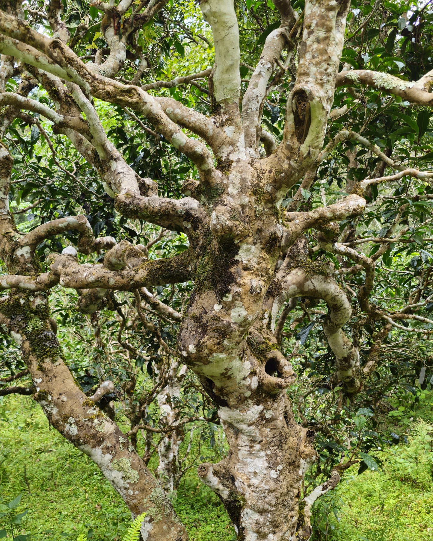 Tea Making Tour Spring 2026